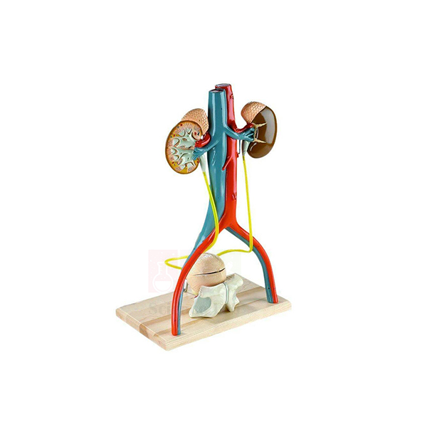 Denoyer-Geppert Free-Standing Human Urinary System Model